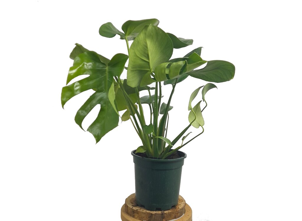 Monstera Deliciosa M17 70cm (costilla De Adán)_1