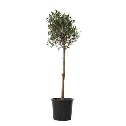 Olivo - Olea Europaea - Altura 90-100cm - ⌀21cm_0