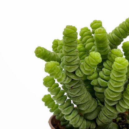 Crassula Baby’s Necklace Cactus Y Suculentas