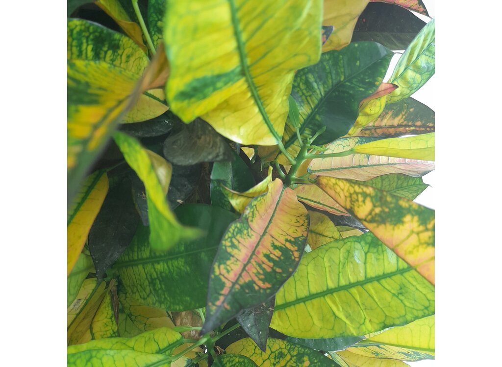 Croton Iceton M30 100-120cm