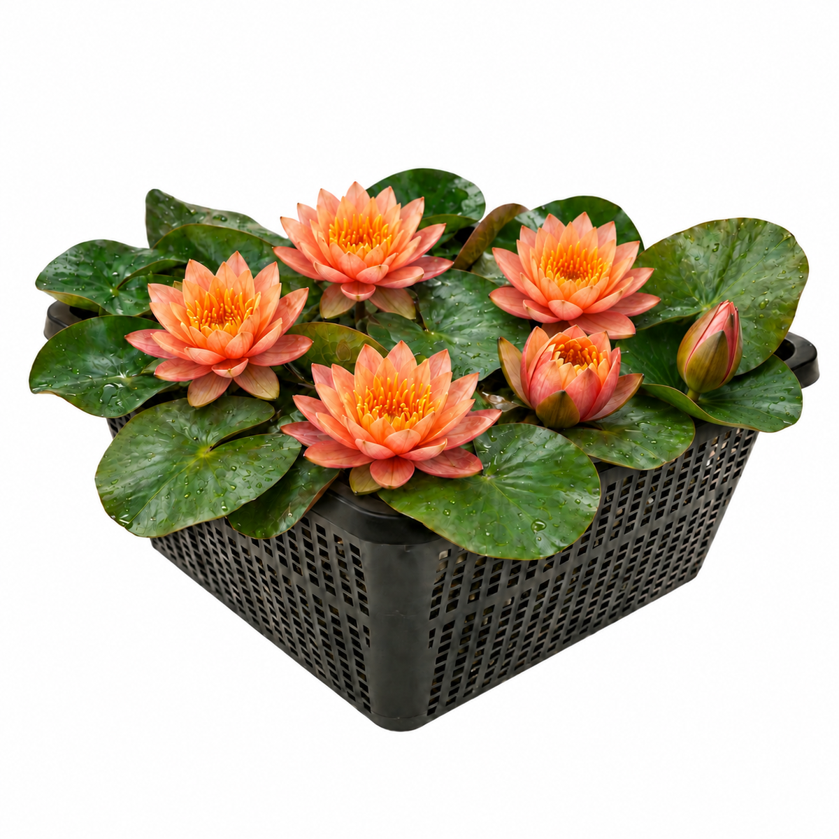 Nenúfar Enano Naranja - Nymphaea - 1x Nenúfar Multiflor Con Cesta_0