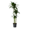 Drácena - Dracaena Deremensis 'janet Craig' - Altura 140-150cm - ⌀24cm