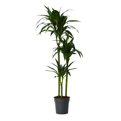 Drácena - Dracaena Deremensis 'janet Craig' - Altura 140-150cm - ⌀24cm_0