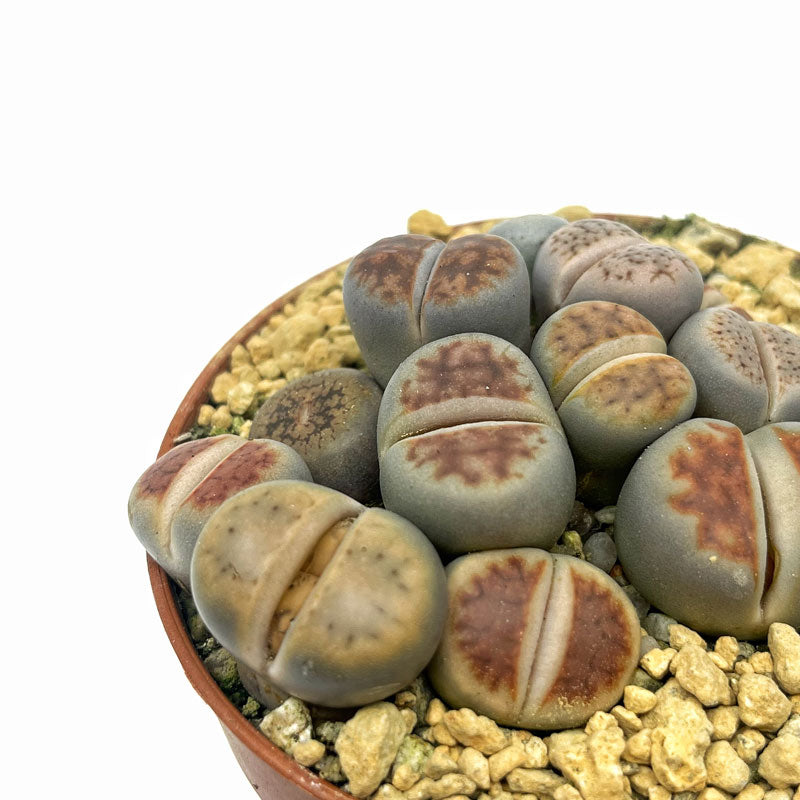 Lithops Cactus Y Suculentas