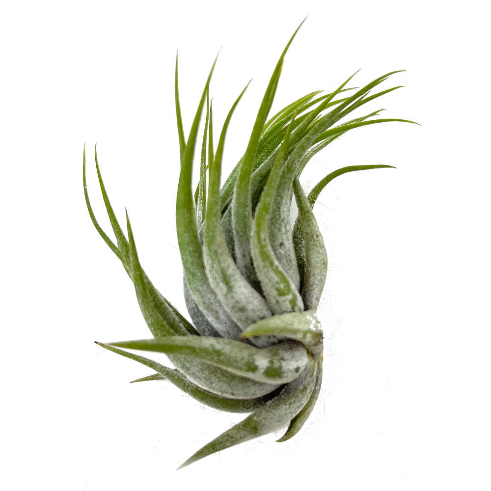 Tillandsia Scaposa 8cm Alto