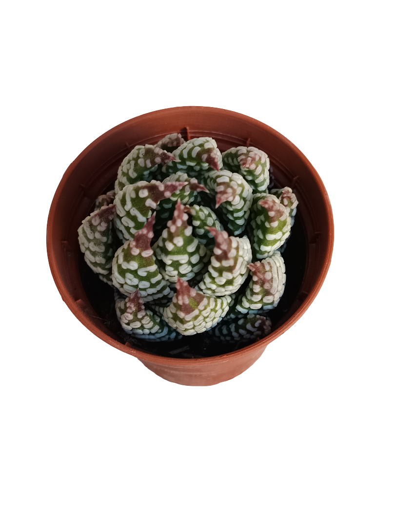 Haworthia Pumila Planta Suculenta Ø5 Cm