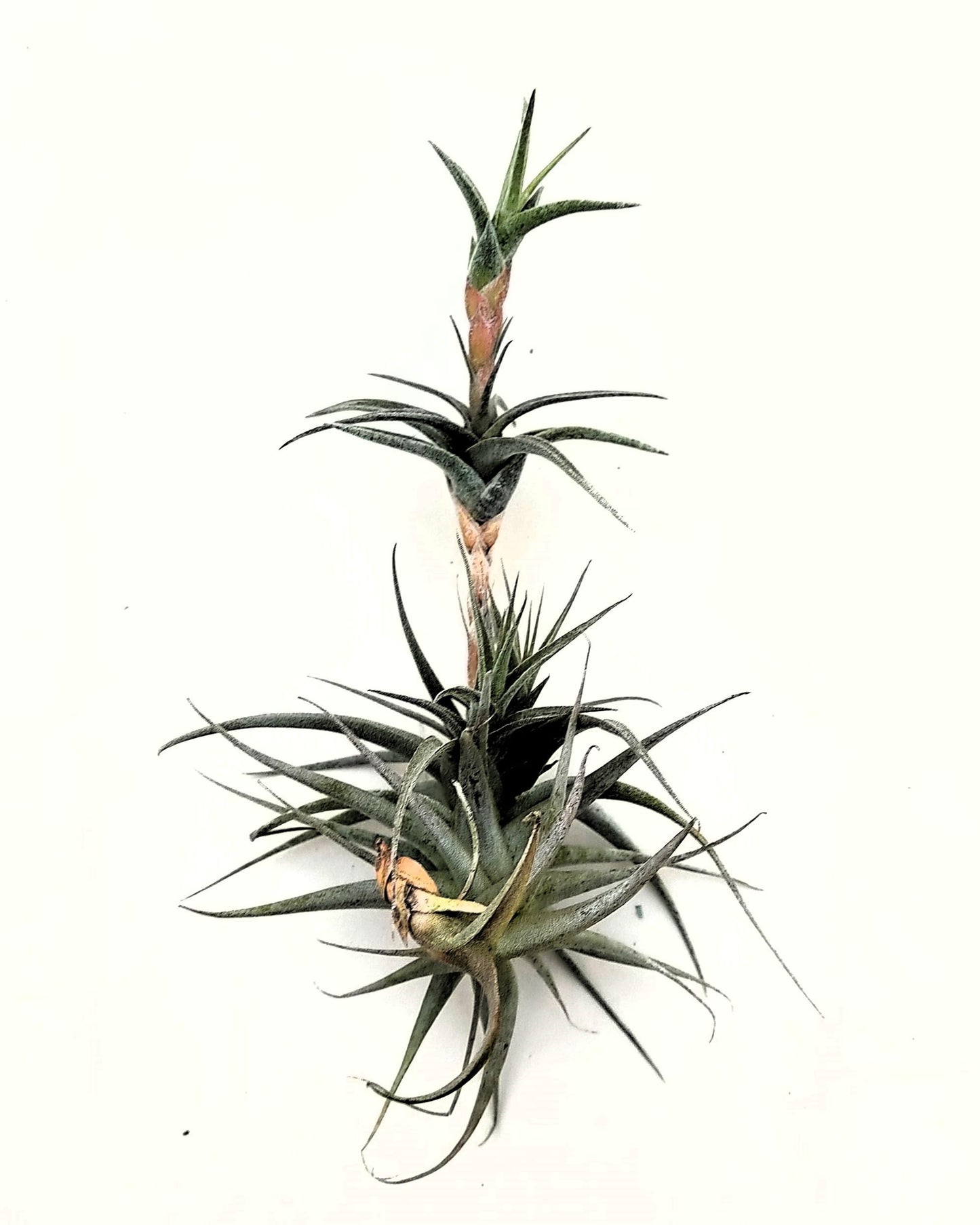 Tillandsia latifolia vivipara; planta del aire vivípara, apta para terrarios; altura 15-20 cm, diámetro 10-12 cm_1