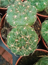 Gymnocalycium Baldanium Cactus Joven 5 Cms