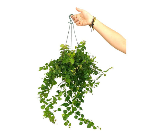 Ficus Repens M15_0