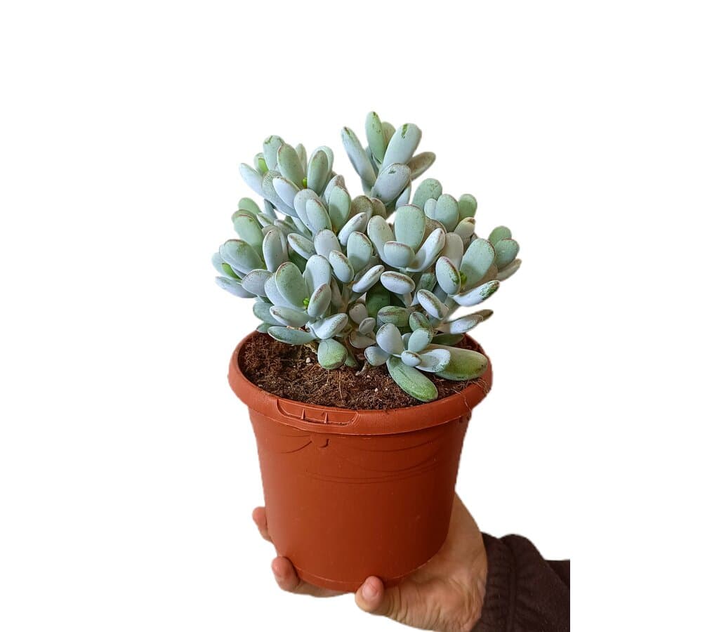 Cotyledon Orbiculata Higginsiae M17_0