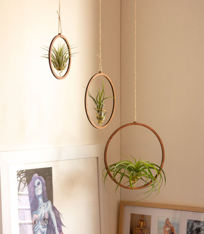 Pack: Plantas De Aire Scaposa, Caput Medusae Y Capitata Peach Con Tres Aros De Madera Colgantes_1