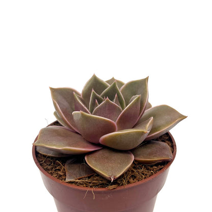 Echeveria Impi Cactus Y Suculentas M8,5 Ø