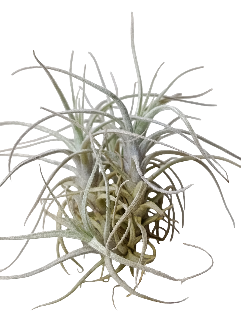 Tillandsia Holm Clavel Del Aire Planta Epifita 5-7 Cms_0