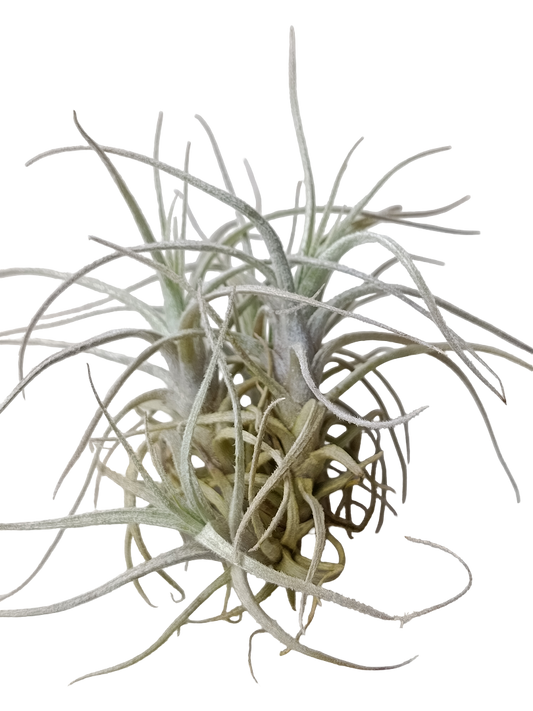 Tillandsia Holm Clavel Del Aire Planta Epifita 5-7 Cms_0