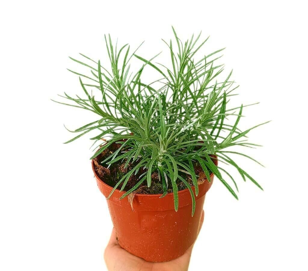 Helichrysum Italicum M13 (curry)_0