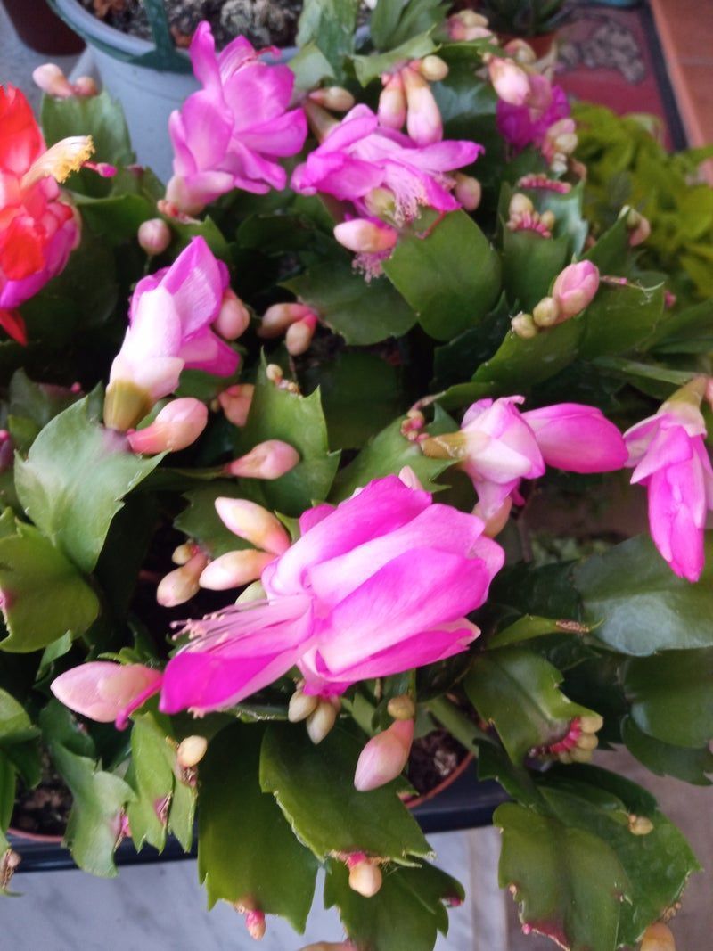 Cactus De Navidad Color Rosa