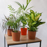 Pack De Plantas Naturales Purificadoras De Aire Areca, Chamaedorea, Dracaena Marginata Y Dieffenbachia En Maceta 12 Cm