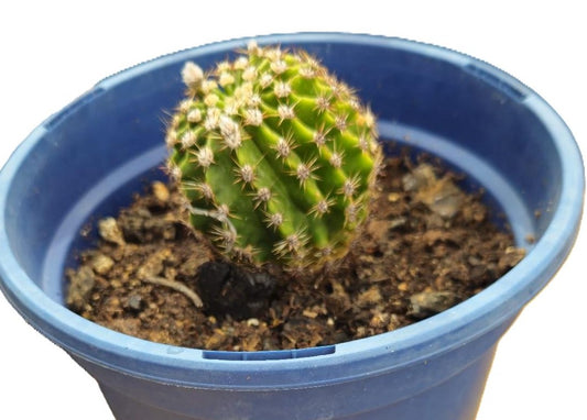 Cactus Echinopsis Oxygona (cactus Erizo Americano). Maceta Pequeña (7cm)._0
