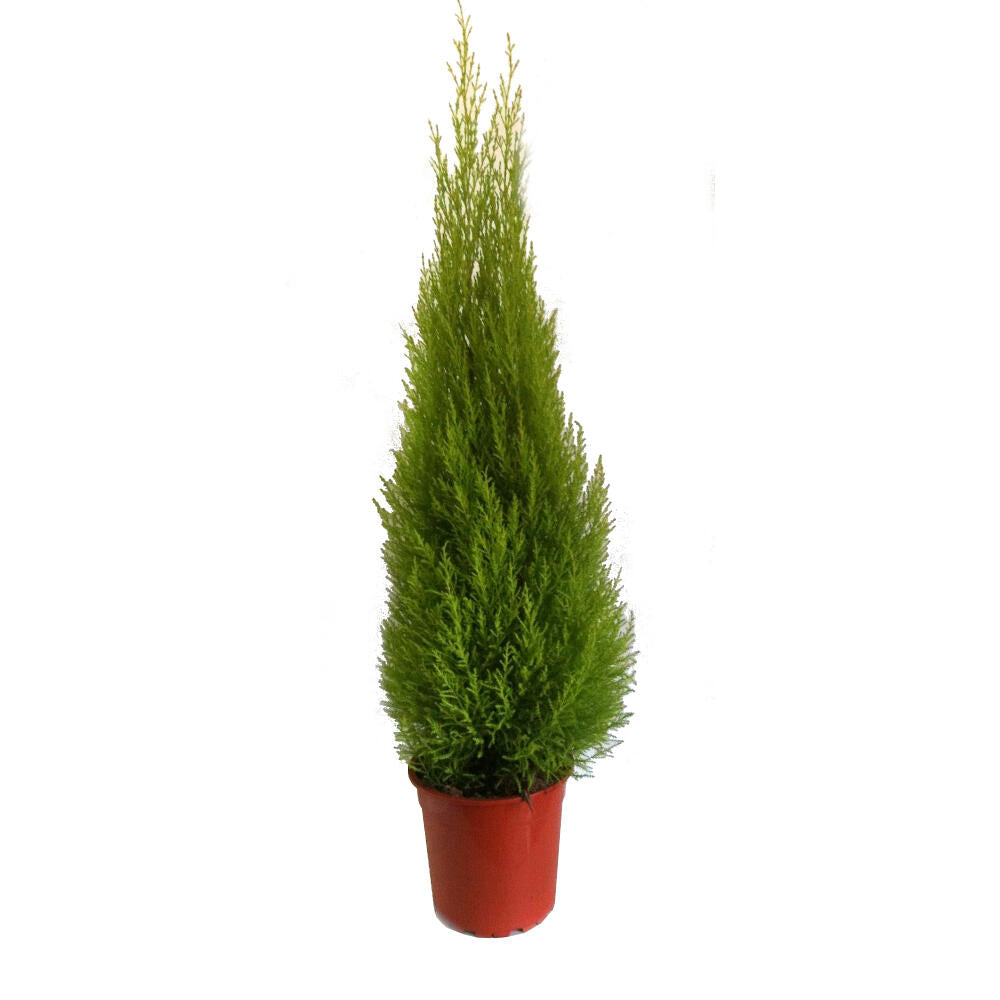 Cupresus Gold Crest Wilma M24 120cm (pino Del Limon) Conifera_0