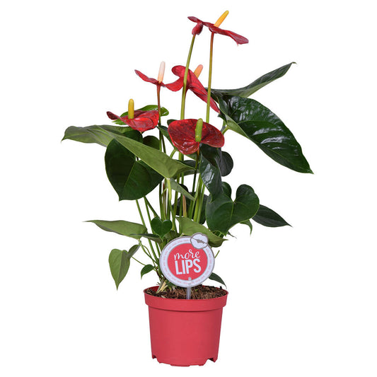 Anthurium Turenza M14_0