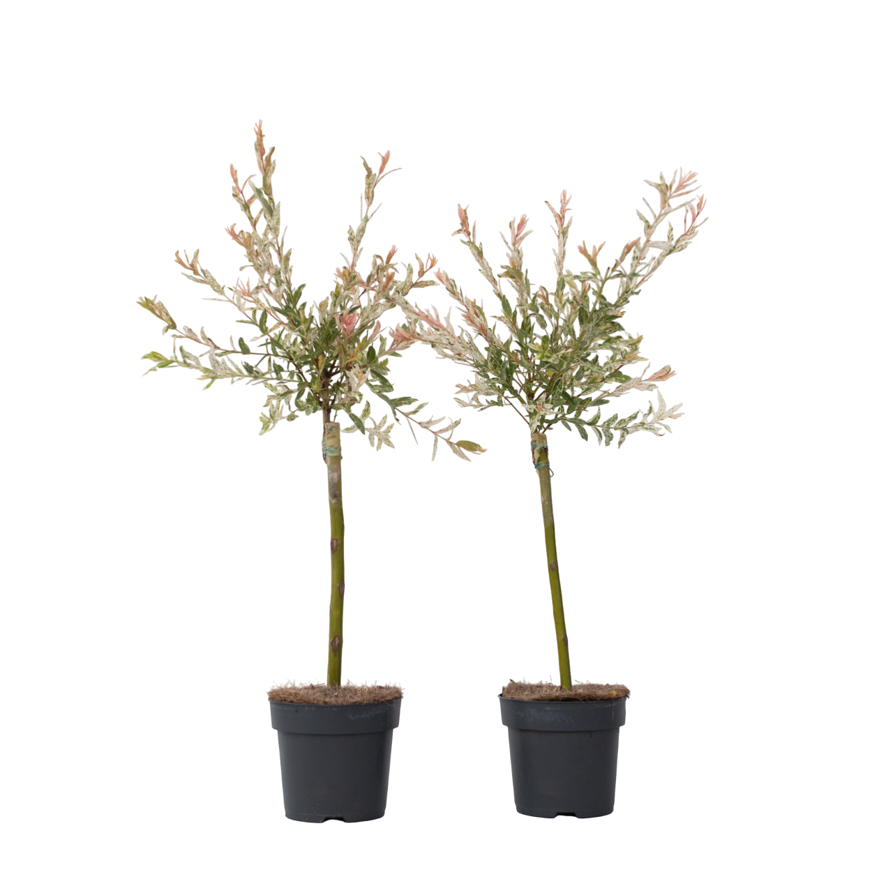 Árbol Flamenco - 2 Pzs - Salix Integra 'flamingo' - Altura 60-80cm - ⌀17cm_0