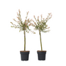 Árbol Flamenco - 2 Pzs - Salix Integra 'flamingo' - Altura 60-80cm - ⌀17cm