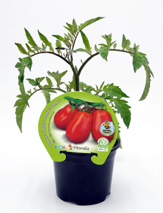 Plantón Tomate Pera Mata Alta En Maceta 10,5 Cm. Natural - Fitoralia_0