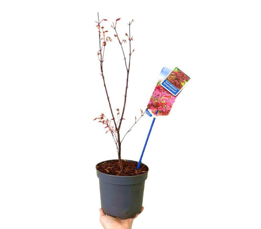 Acer Palmatum Atroppurpureum M17_0