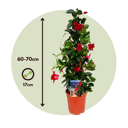 Dipladenia - Mandeville 'rio Deep Red' - Altura 60-70cm - ⌀17cm_2