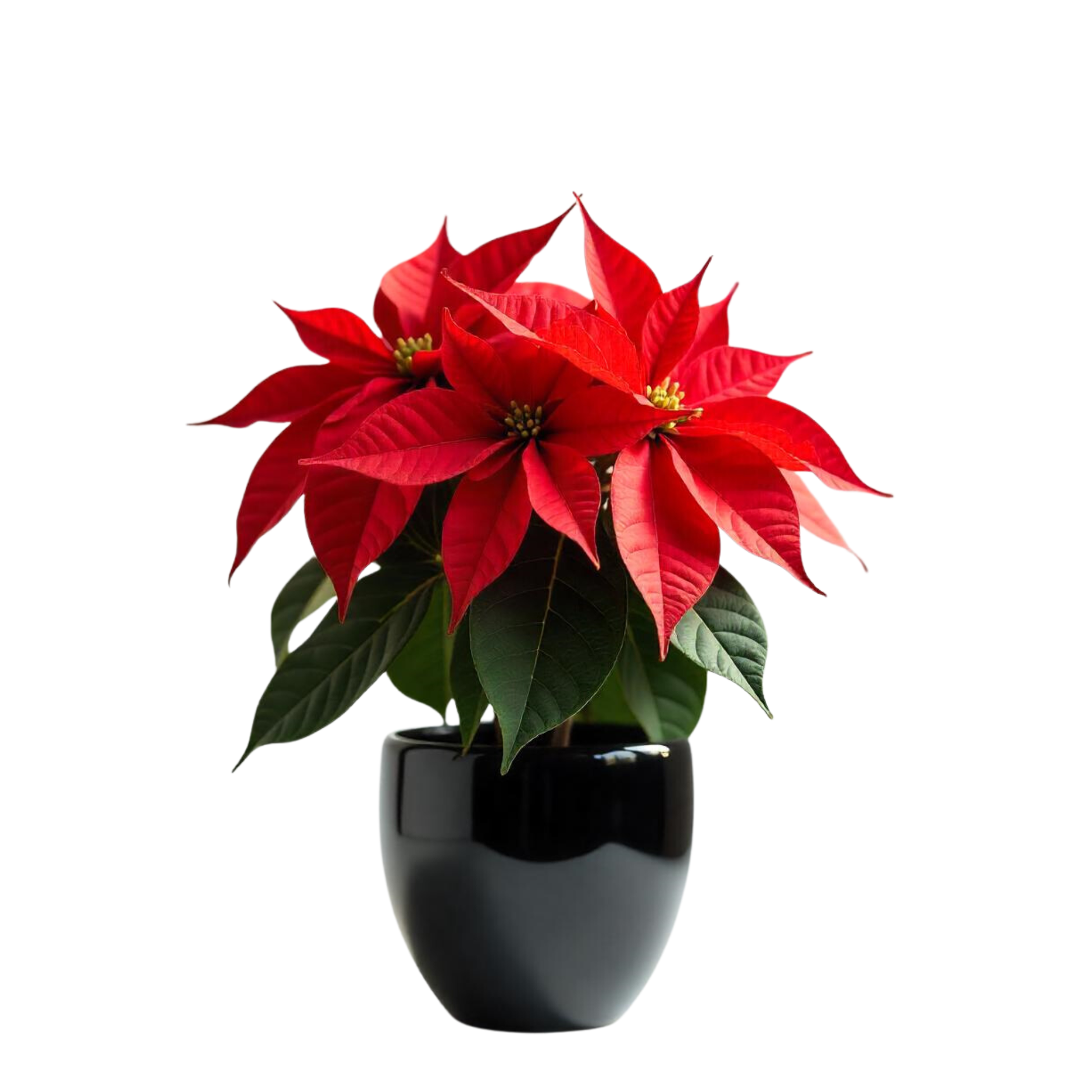 Smply. | Flor De Pascua Poinsettia En Maceta De 14 Cm | Fácil De Cultivar_0