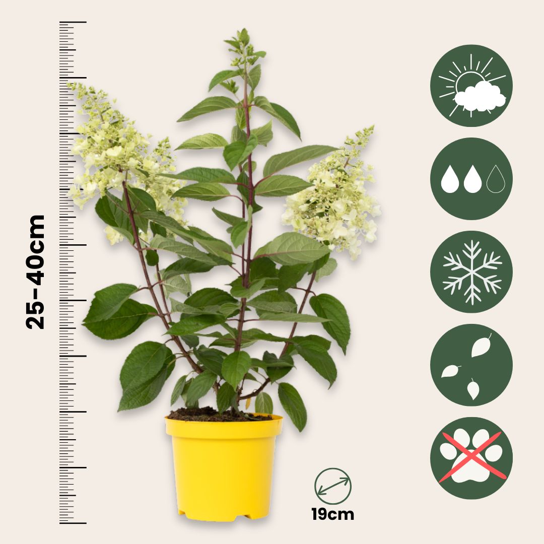 Hortensia - 2 Pzs - Hydrangea Paniculata 'candlelight' - Altura 25-40cm - ⌀19cm_2