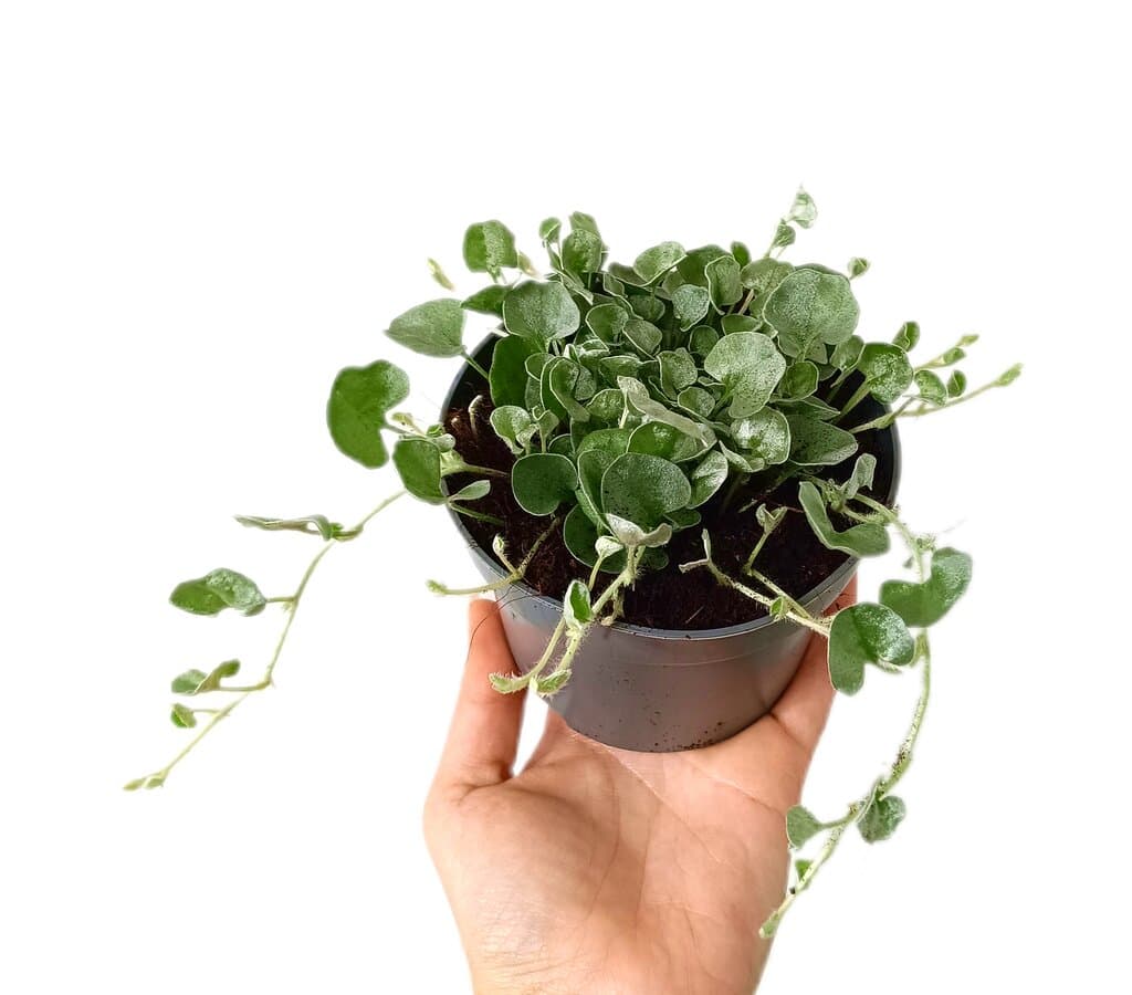 Dichondra Argentea M11_0