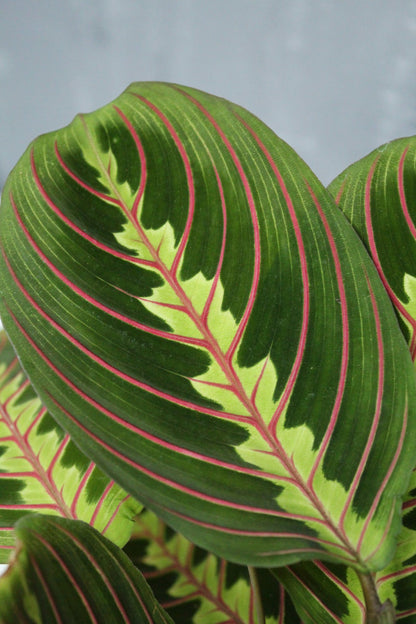 Maranta Fascinator_3