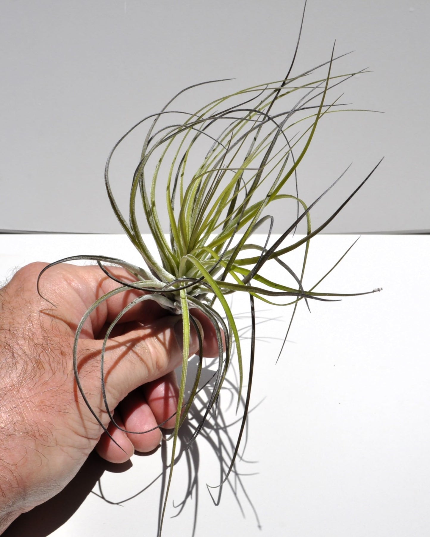 Tillandsia stricta; planta del aire, clavel del aire, verde grisácea; Curiosarium; altura 12 cm, diámetro 10 cm_1