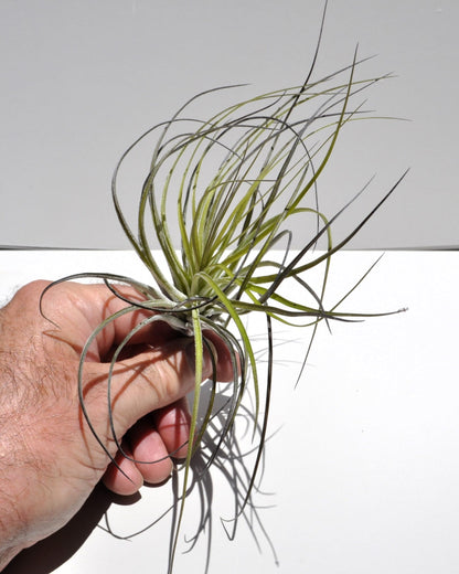 Tillandsia stricta; planta del aire, clavel del aire, verde grisácea; Curiosarium; altura 12 cm, diámetro 10 cm_1