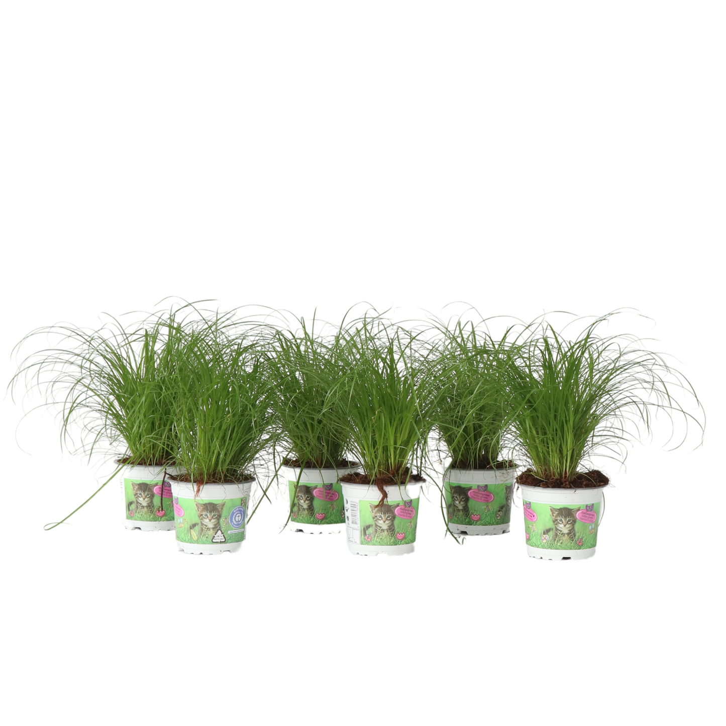 Hierba De Los Gatos - 6 Pzs - Cyperus Zumula - Altura 30-40cm - ⌀12cm