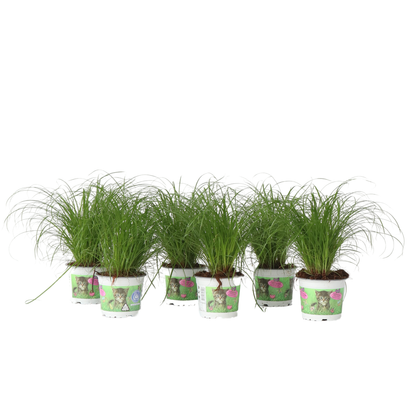 Hierba De Los Gatos - 6 Pzs - Cyperus Zumula - Altura 30-40cm - ⌀12cm