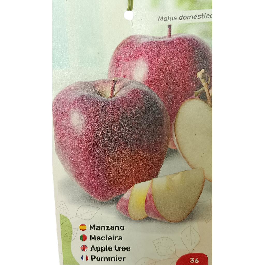 Manzano Starquin M25_0