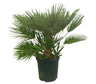 Chamaerops Humilis M32 60-80cm