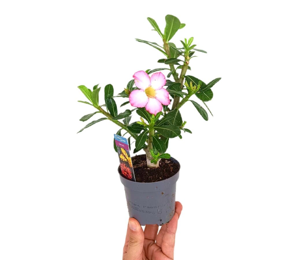 Adenium Obesum M9_0