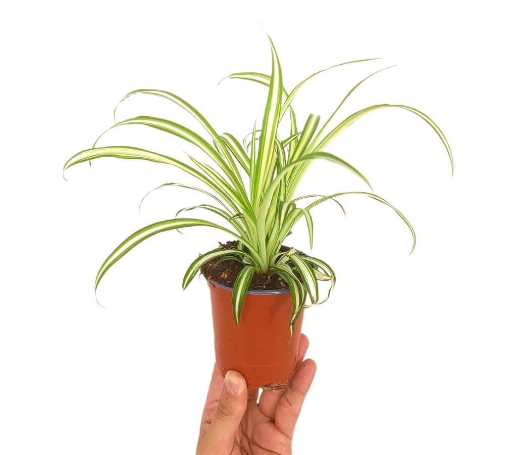 Chlorophytum M9 (cinta)_0