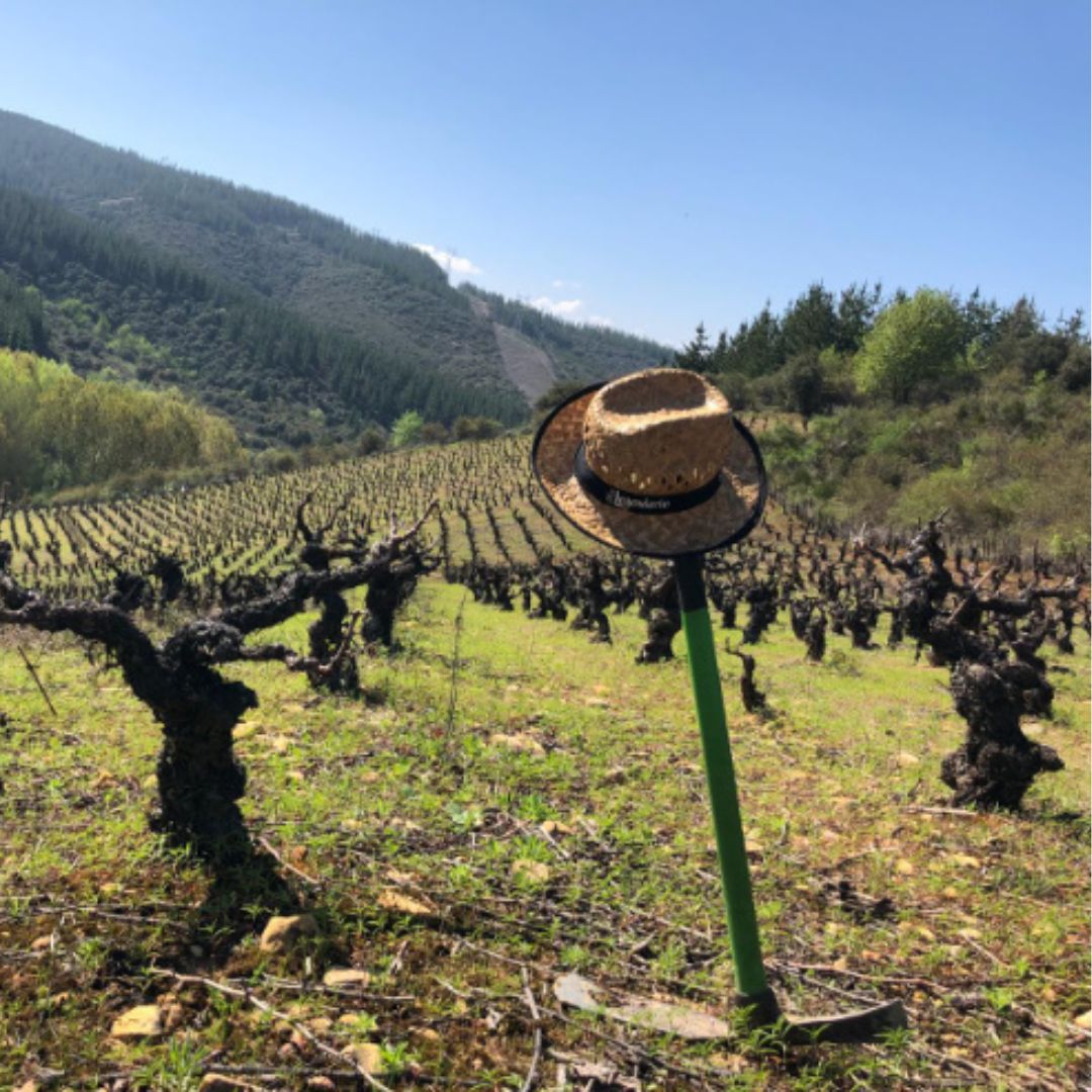 Vino Tinto - A Ponte Vella - Mencía Reserva - 13 Viñas_1