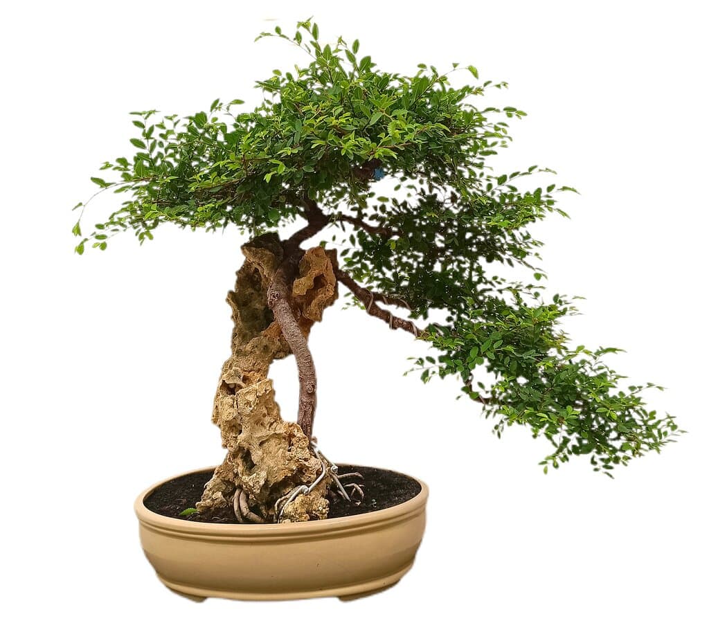 Bonsái Zelkova Parvifolia Roca 35 Años (olmo Japonés)