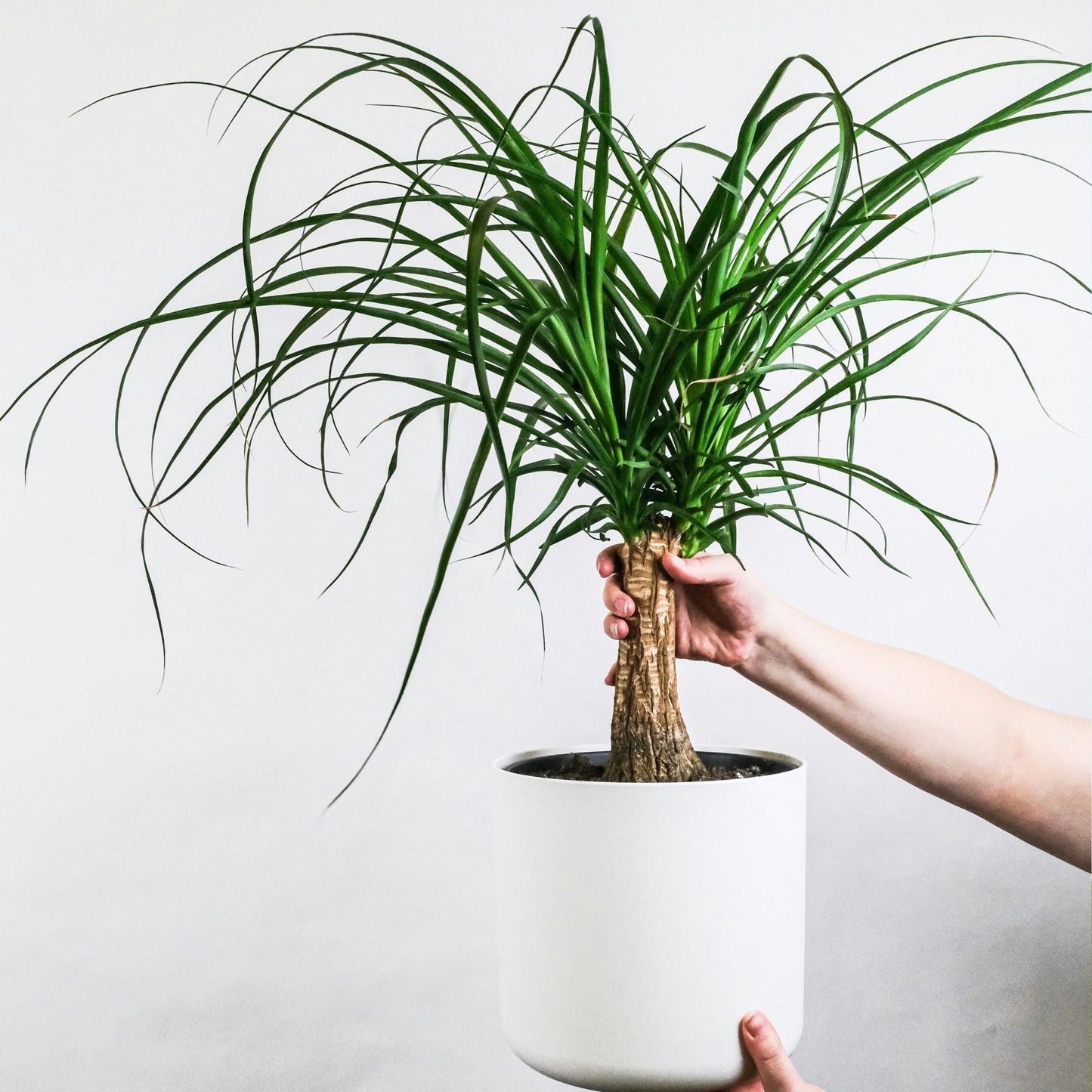 Pata De Elefante - Beaucarnea 'recurvata' - Altura 60-70cm - ⌀21cm