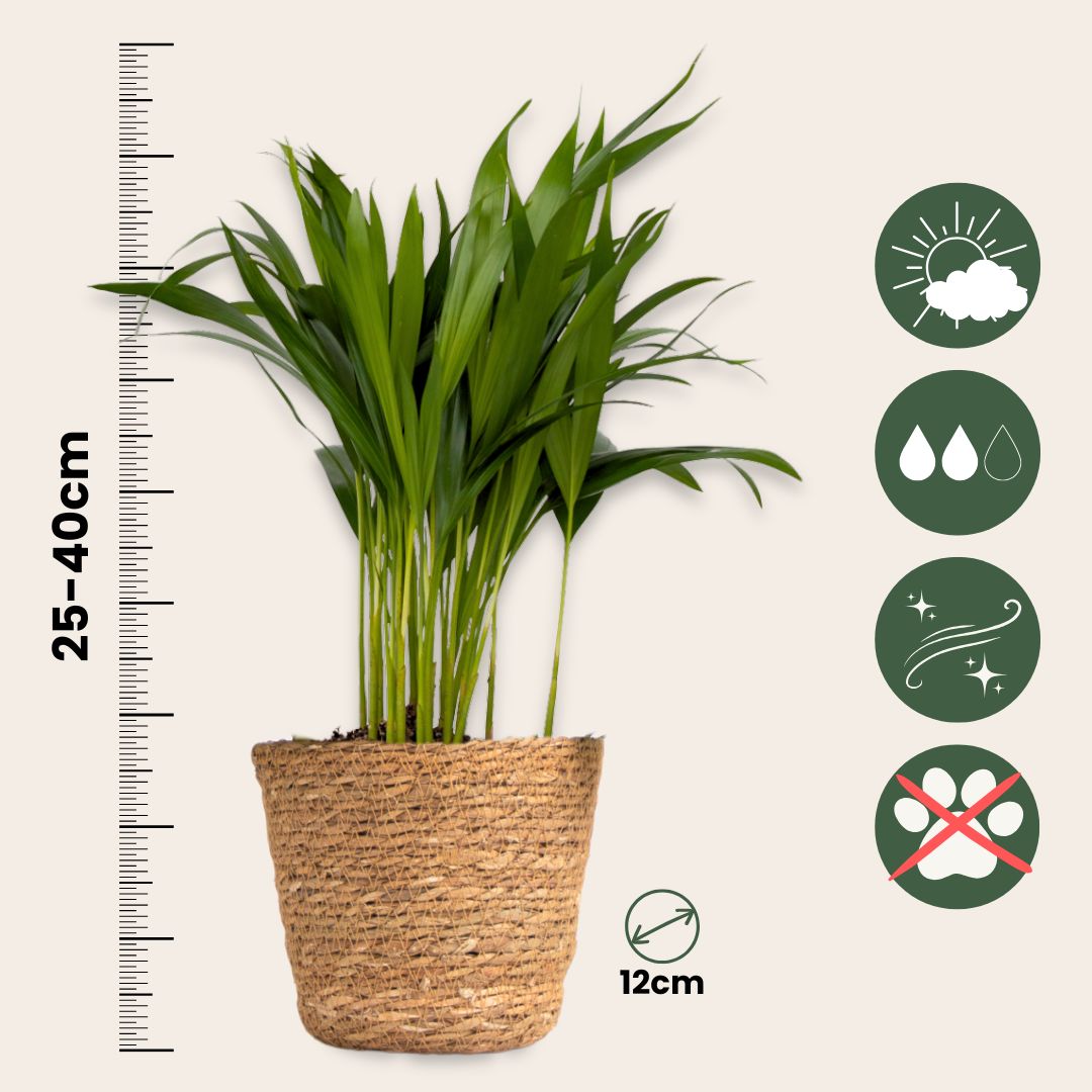 Plantas Seguras Mascotas - Set 4 Cestas - Alt.25-40cm - ⌀12cm_2