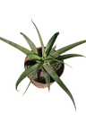 Agave Bracteosa Planta Suculenta Ø8 Cm