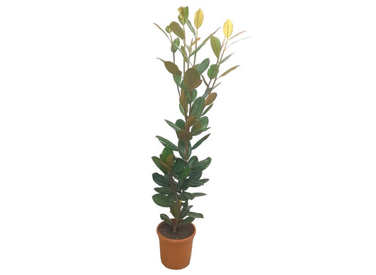 Magnolia Grandiflora M25 80-100cm_0