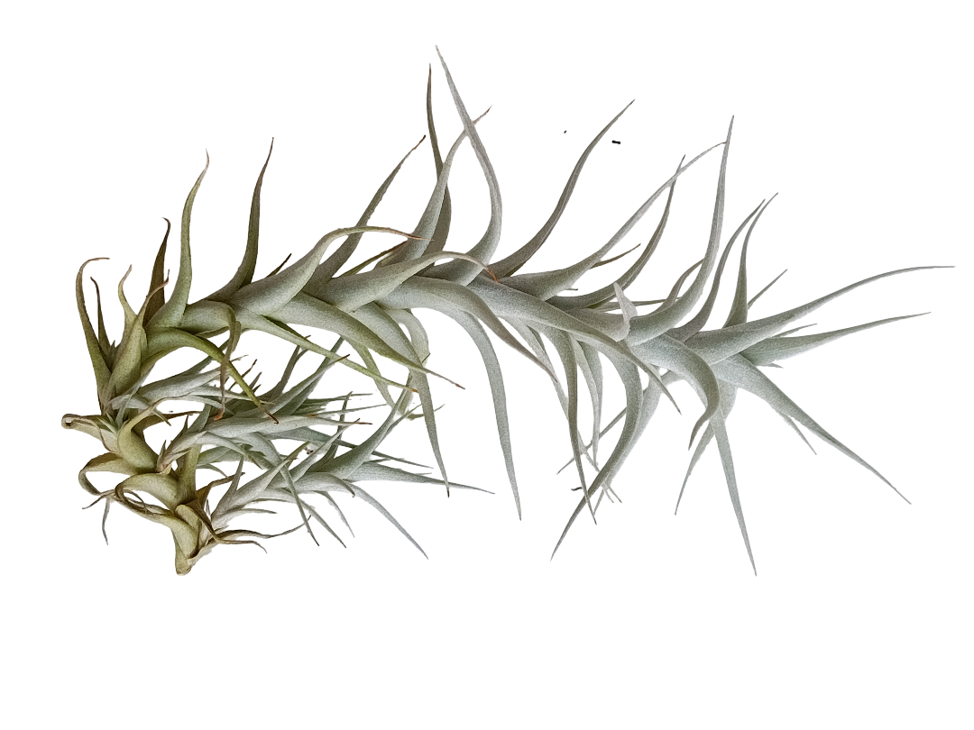 Tillandsia Albida Var Minor Planta Natural Clavel Del Aire 5-7 Cms_0