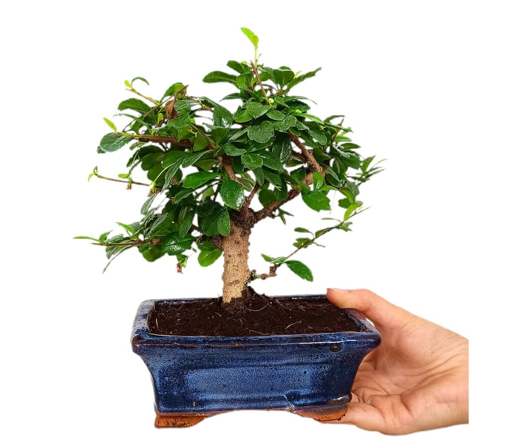 Bonsái Carmona Microphylla 5 Años (té De Filipinas)_0
