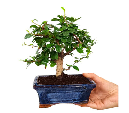 Bonsái Carmona Microphylla 5 Años (té De Filipinas)